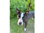 Holly, American Pit Bull Terrier For Adoption In San Diego, California