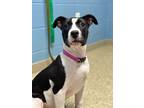 Roxie, American Pit Bull Terrier For Adoption In Columbia City, Indiana
