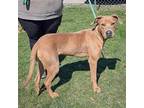 Boone, American Staffordshire Terrier For Adoption In Huntley, Illinois