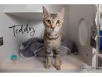 Teddy(bonded With Eve), Domestic Shorthair For Adoption In Scottsdale, Arizona