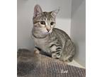 Eve(bonded With Teddy), Domestic Shorthair For Adoption In Scottsdale, Arizona