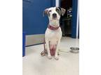 Sugar Snap Pea, American Pit Bull Terrier For Adoption In Seattle, Washington