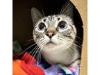 Pelusa, Domestic Shorthair For Adoption In Woodinville, Washington