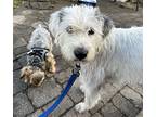 Blossom, Terrier (unknown Type, Medium) For Adoption In Skokie, Illinois