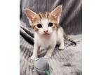 Geppetto (pinocchio Litter), Domestic Shorthair For Adoption In Alexandria