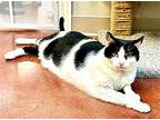 Mr. Tuxx, Domestic Shorthair For Adoption In West Hills, California