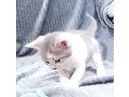 Jiminy Cricket (pinocchio Litter), Domestic Shorthair For Adoption In