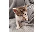 Pinocchio (pinocchio Litter), Domestic Shorthair For Adoption In Alexandria