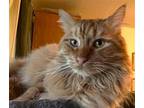 Wetzel, Domestic Longhair For Adoption In Springfield, Oregon