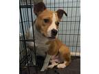 Galveston, Terrier (unknown Type, Medium) For Adoption In Weatherford, Texas