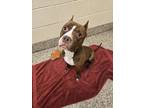 Sada, American Pit Bull Terrier For Adoption In Bingham Farms, Michigan