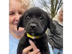 Midnight, Labrador Retriever For Adoption In Chantilly, Virginia