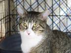 Toula, Domestic Shorthair For Adoption In Westville, Indiana