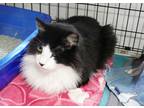 Valentine, Domestic Longhair For Adoption In Westville, Indiana