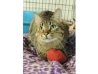 Raja, Domestic Shorthair For Adoption In Westville, Indiana
