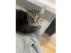 Willow, Domestic Shorthair For Adoption In Chicago, Illinois