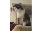 Wilson, Domestic Shorthair For Adoption In Westville, Indiana