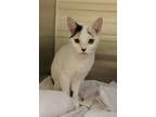 Patty, Domestic Shorthair For Adoption In Columbia, South Carolina
