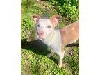 Wily, American Pit Bull Terrier For Adoption In Little Rock, Arkansas