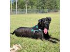 Cash, Labrador Retriever For Adoption In Columbia, South Carolina