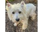 Westie Whisper Wind, Westie, West Highland White Terrier For Adoption In