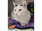Tugboat, Domestic Shorthair For Adoption In Oak Park, Illinois