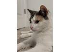 Maggie, Domestic Shorthair For Adoption In Dallas, Texas