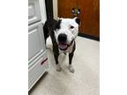 Patch Aka Romeo, American Staffordshire Terrier For Adoption In Burlington
