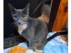 Lavender, Domestic Shorthair For Adoption In Baltimore, Maryland