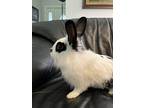 Jessica, Lionhead For Adoption In West Palm Beach, Florida