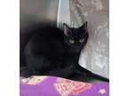 Scampi 2, Domestic Shorthair For Adoption In Baltimore, Maryland