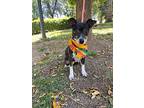 Catrin, Rat Terrier For Adoption In Langley, British Columbia