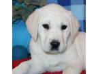 Labrador Retriever Puppy for sale in Denver, PA, USA