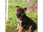 German Shepherd Dog Puppy for sale in Mason, MI, USA