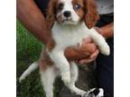 Cavalier King Charles Spaniel Puppy for sale in Carlisle, KY, USA