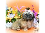 Shih Tzu Puppy for sale in Baxter Springs, KS, USA