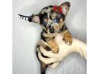 Chihuahua Puppy for sale in Houston, TX, USA