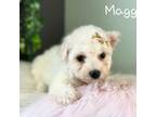 Maggie