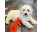 Bichon Frise Puppy for sale in Alum Bank, PA, USA