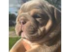 Bulldog Puppy for sale in Irving, TX, USA