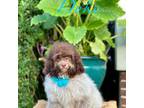 Cavapoo Puppy for sale in Mayfield, KY, USA