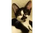 Adopt Tex a American Shorthair