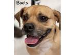 Adopt Boots a Puggle, Boxer