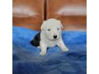 Border Collie Puppy for sale in Highland, MI, USA