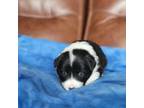 Border Collie Puppy for sale in Highland, MI, USA