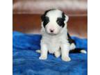 Border Collie Puppy for sale in Highland, MI, USA