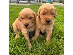 Golden Retriever Puppy for sale in Alexandria, MN, USA