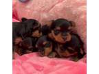 Yorkshire Terrier Puppy for sale in Rocklin, CA, USA