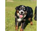 Miniature Australian Shepherd Puppy for sale in Lincoln, CA, USA