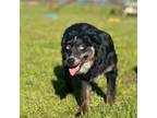 Miniature Australian Shepherd Puppy for sale in Lincoln, CA, USA